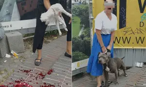 Dwie sceny: po lewej biały pies w rękach, plamy krwi na chodniku. Po prawej kobieta z pitbullem. Czy to polowanie na psy kolejność?
